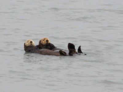 Seeotter