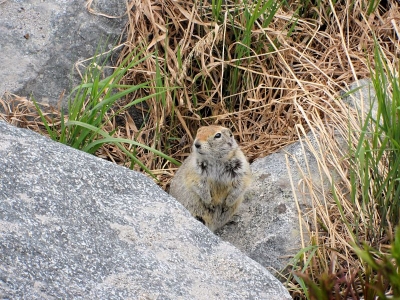 Erdhörnchen