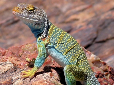 Halsbandleguan