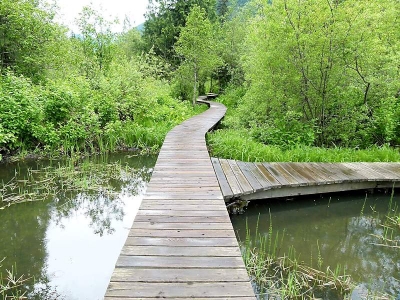 Skunk Cabbage Trail