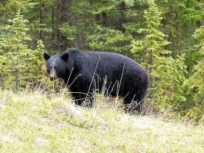 Schwarzbär (Banff NP)