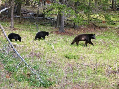 Bärenfamilie am Two Jack Lake