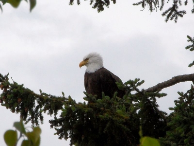 Weißkopfseeadler
