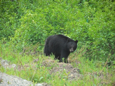 Schwarzbär
