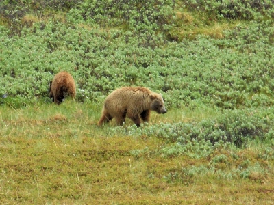 Grizzliefamilie