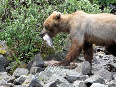 Braunbär mit Lachs