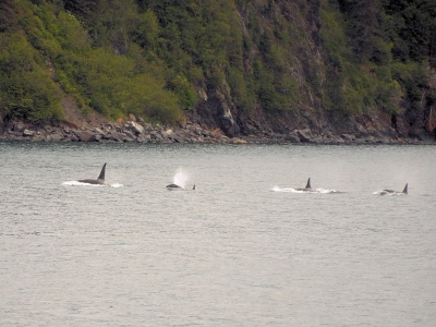 Orca-Familie