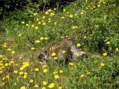 Stachelschwein