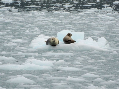 Seehunde auf einer Eisscholle